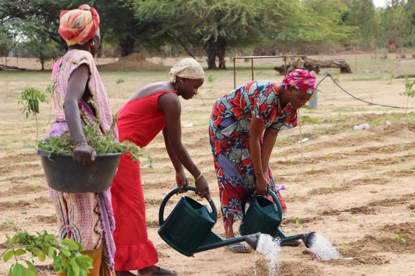 Agroforesterie au SN